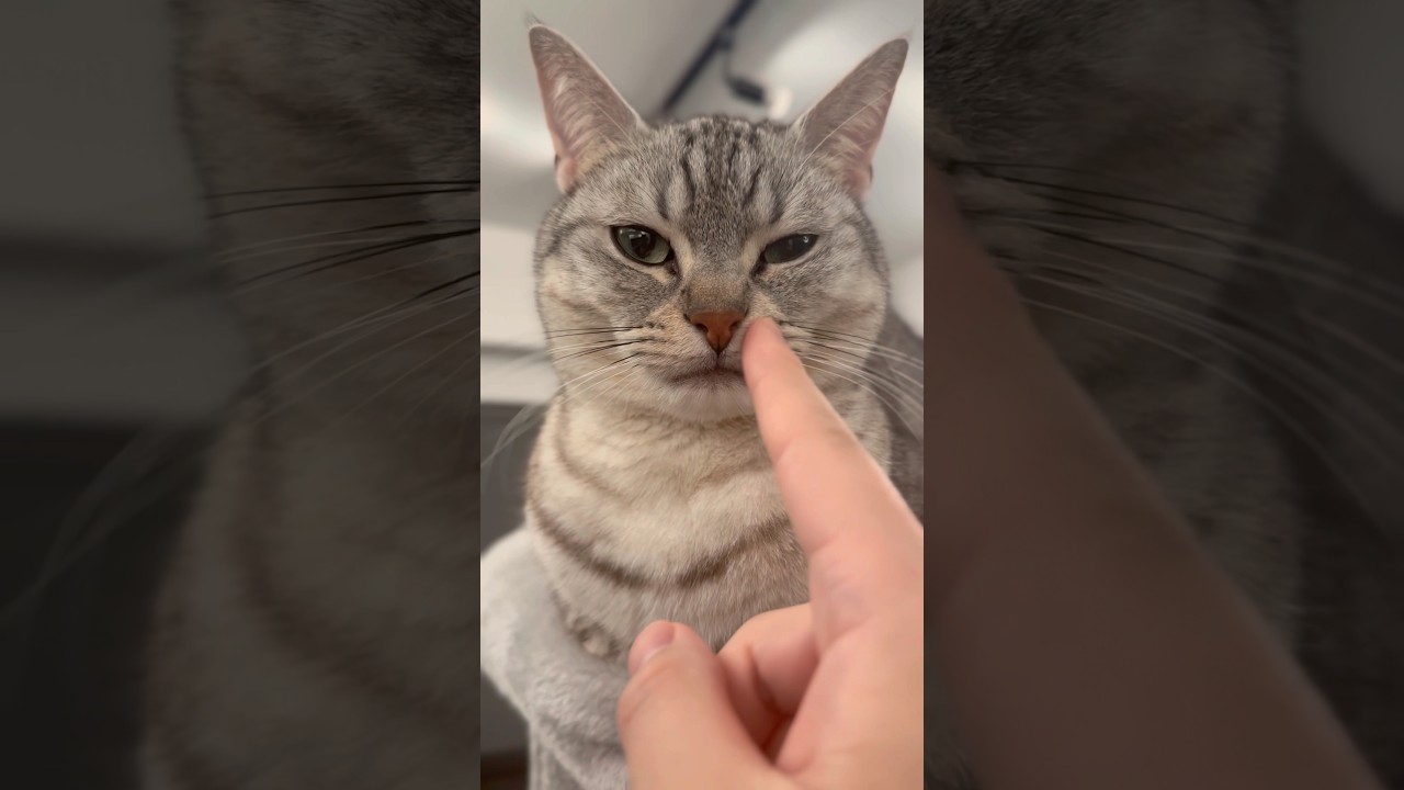 猫にパパの愛情攻撃が効かないと思いきや...笑 #shorts #猫 #cat