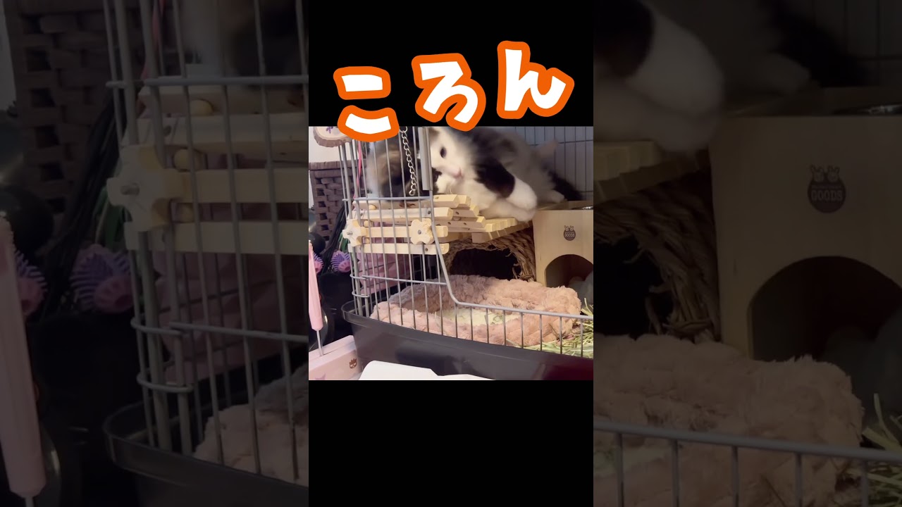 【猫ウサギ動画】ウサギを守ってるつもりのデブ猫ラグドール😈 #猫 #ラグドール #うさぎ ＃上の三角クリックしてね#shorts