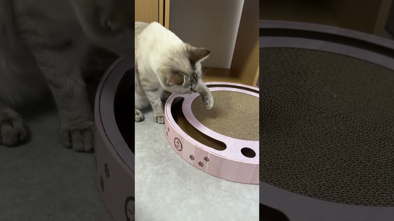 ボール遊び中の猫　#シャムトラ #元保護猫 #シャムミックス  #cat #猫耳 #kitten  #猫耳 #siamesemix