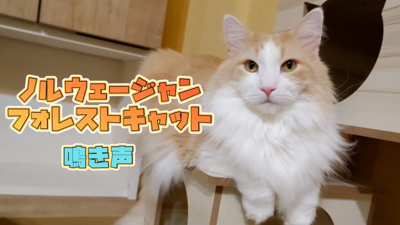 【猫の鳴き声】ツンデレ甘えん坊なノルウェージャンフォレストキャットの可愛い鳴き声特集🩷