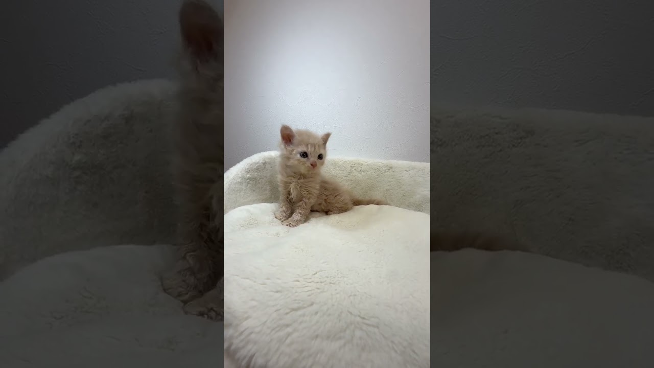 セルカークレックス クリームタビーの男の子🐣