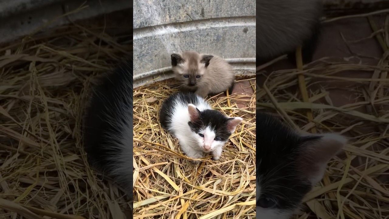 かわいい子猫#面白い動物 ＃面白い動画 #かわいい猫 #かわいい動物たち #かわいい犬 #猫 #犬 #動物 #子猫＃アヒル#アヒルの子#かわいいアヒル#かわいいアヒルの子#かわいい
