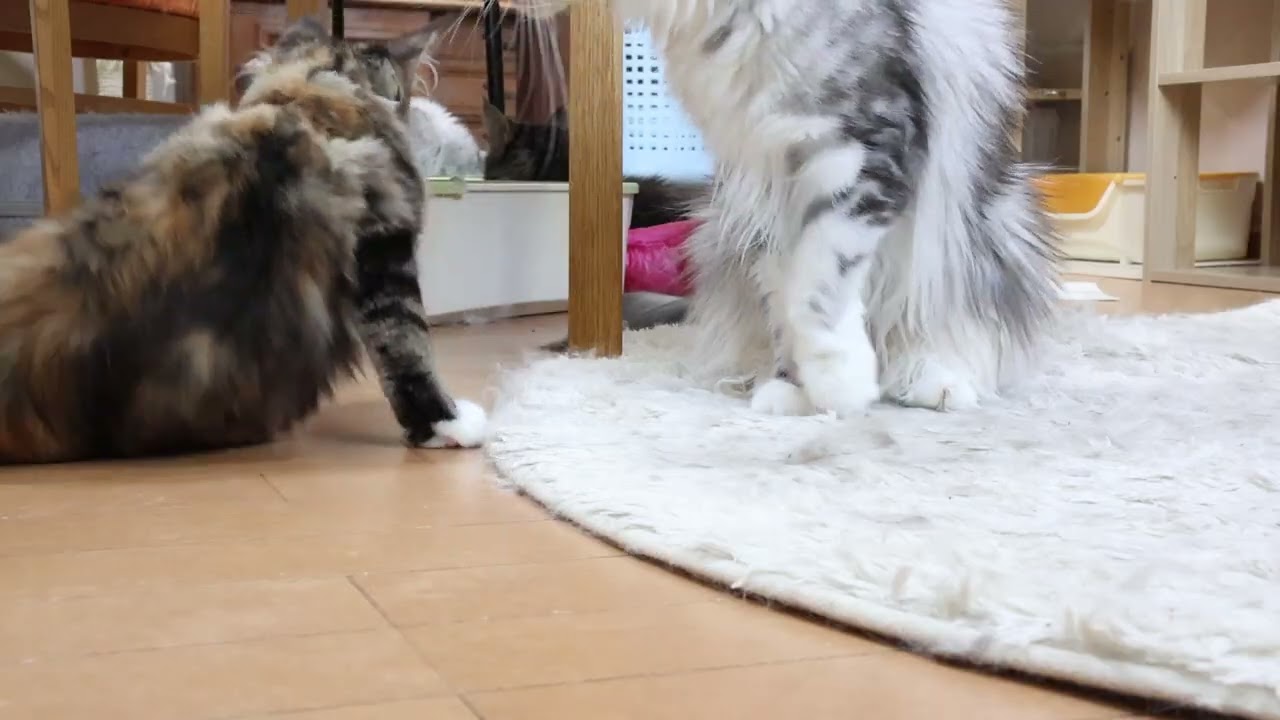 ショーデビューメインクーン子猫つばきちゃん