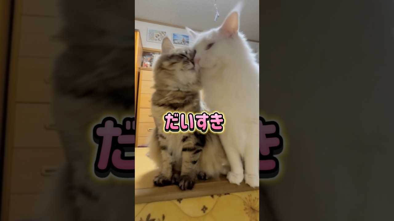 おはよう！今日も一日…#shorts #メインクーン #サイベリアン