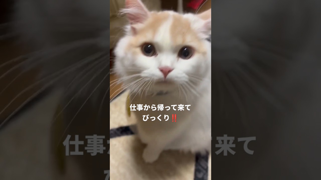 【スコティッシュフォールド】もうなんでよぉ！！#猫 #スコティッシュフォールド #cat #shorts