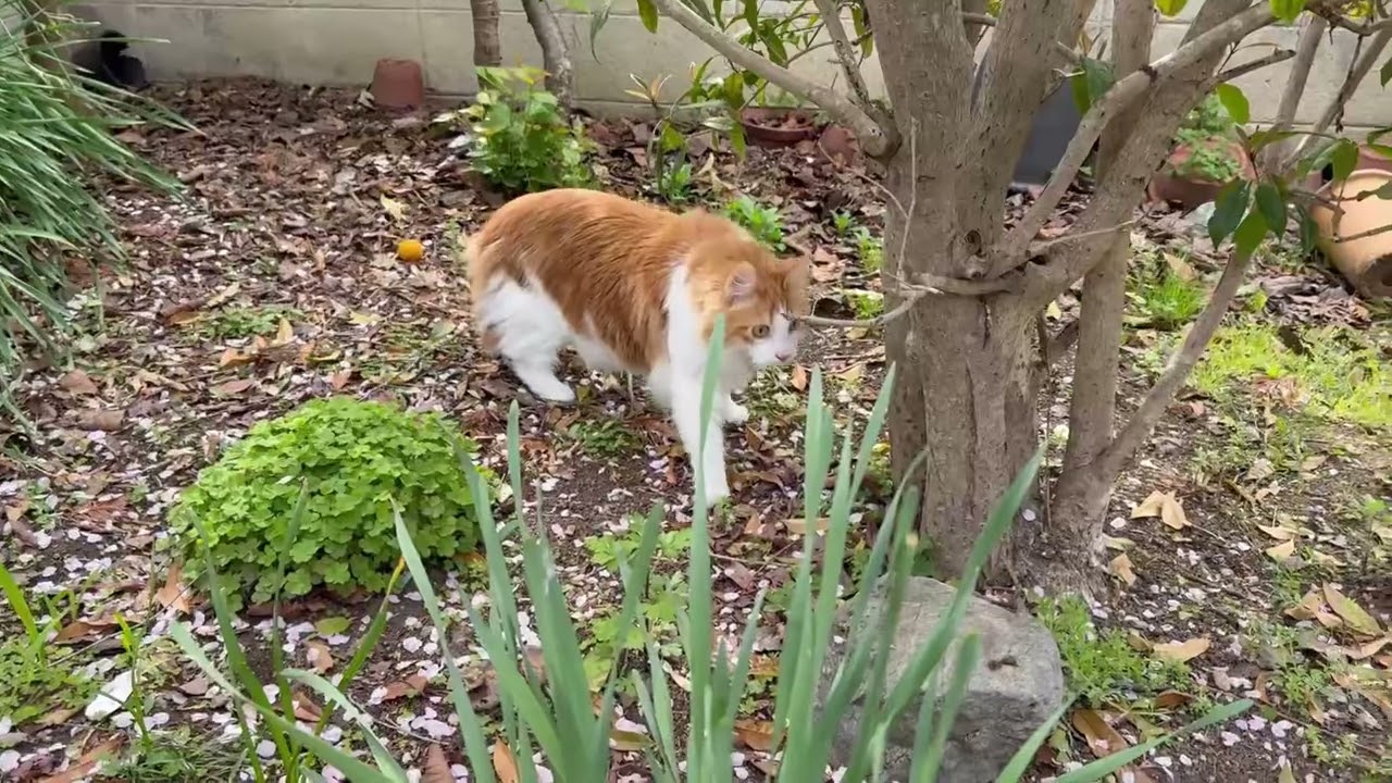 猫が久しぶりにお散歩をした日【マリー（メインクーン）】