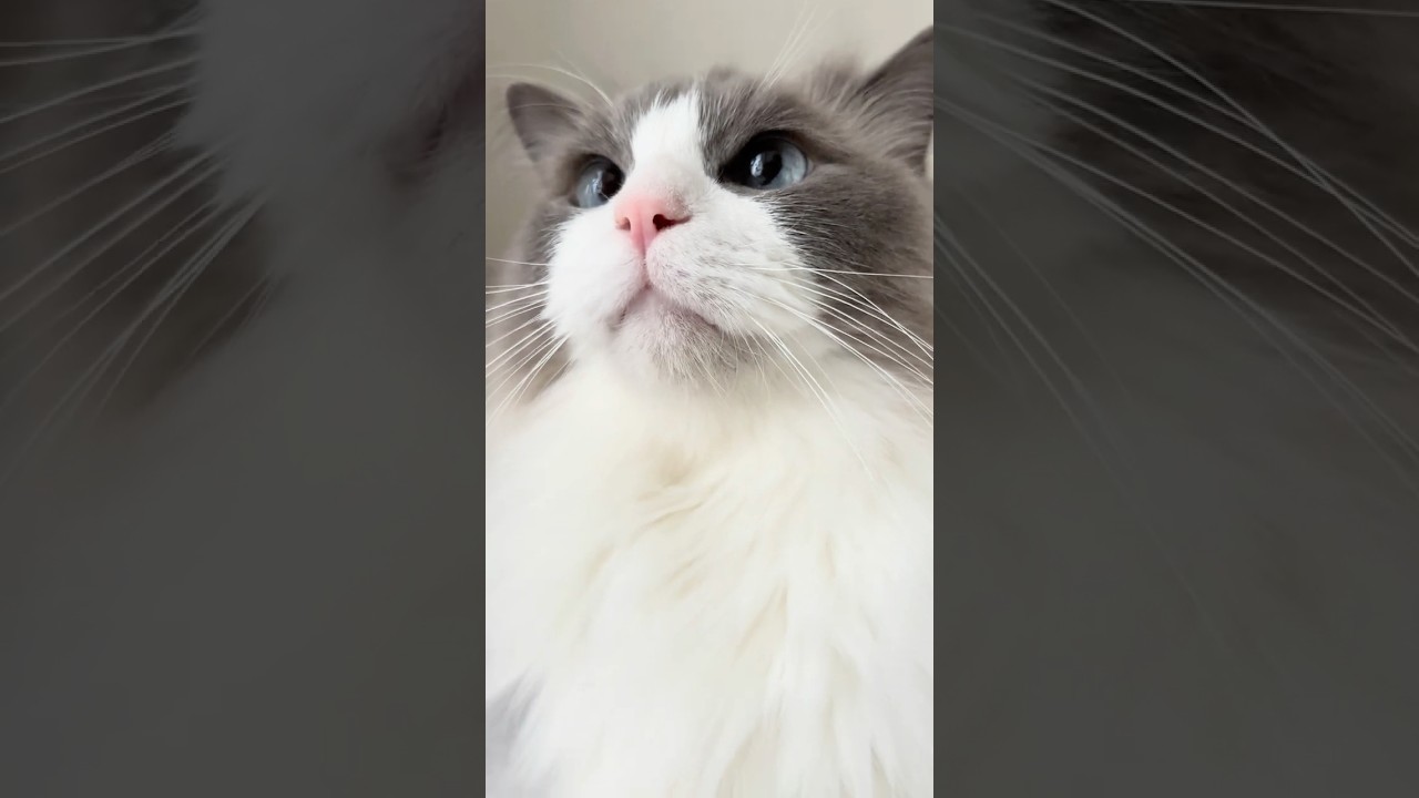 【全方向美にゃんこ】 #猫 #ラグドール #猫のいる暮らし