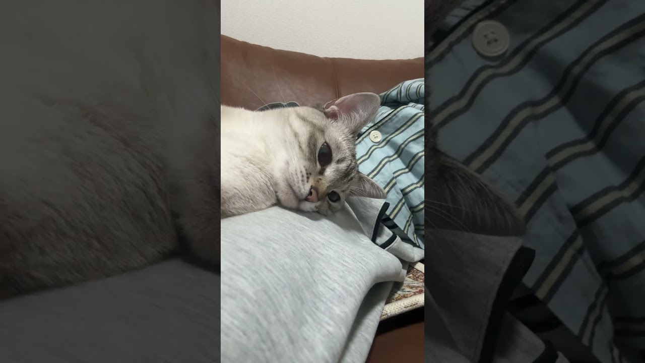 どアップレイちゃん　#シャムトラ #元保護猫 #シャムミックス  #cat #猫耳 #kitten  #猫耳 #siamesemix