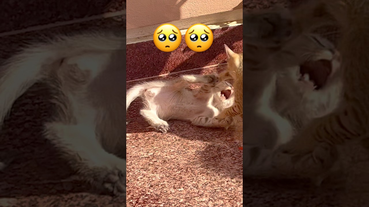 #cat #kitten #catlover #cute #animals #funny #pets #funnymoments #catvideos #funnyanimals