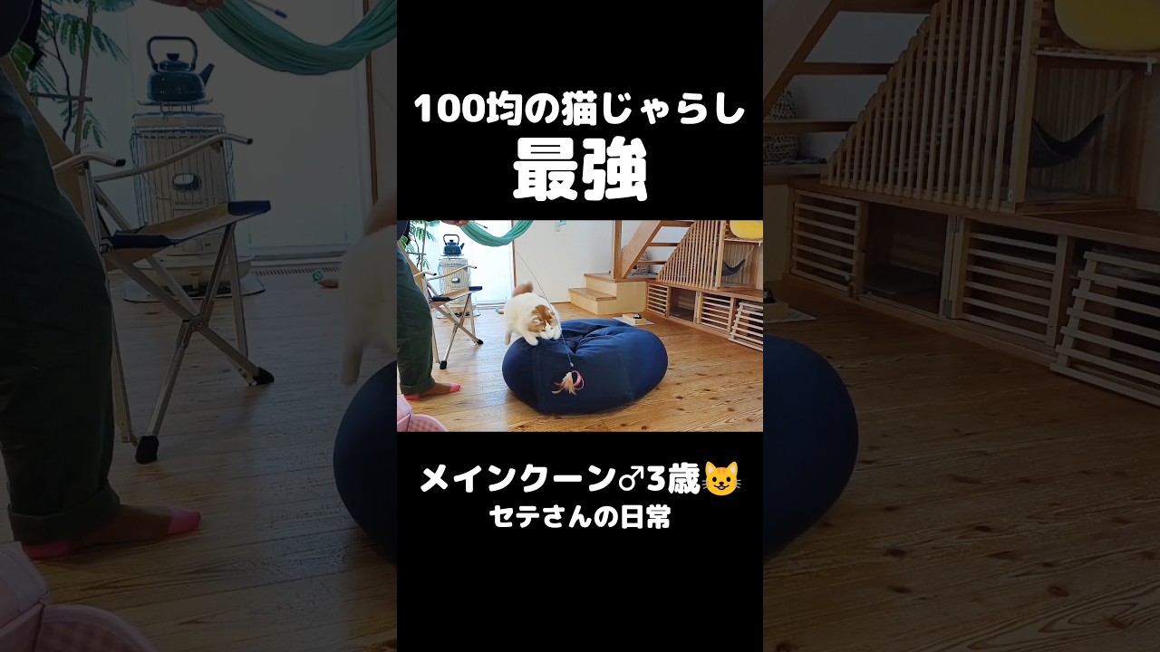 猫じゃらしムズい... #猫のいる暮らし #猫 #メインクーン