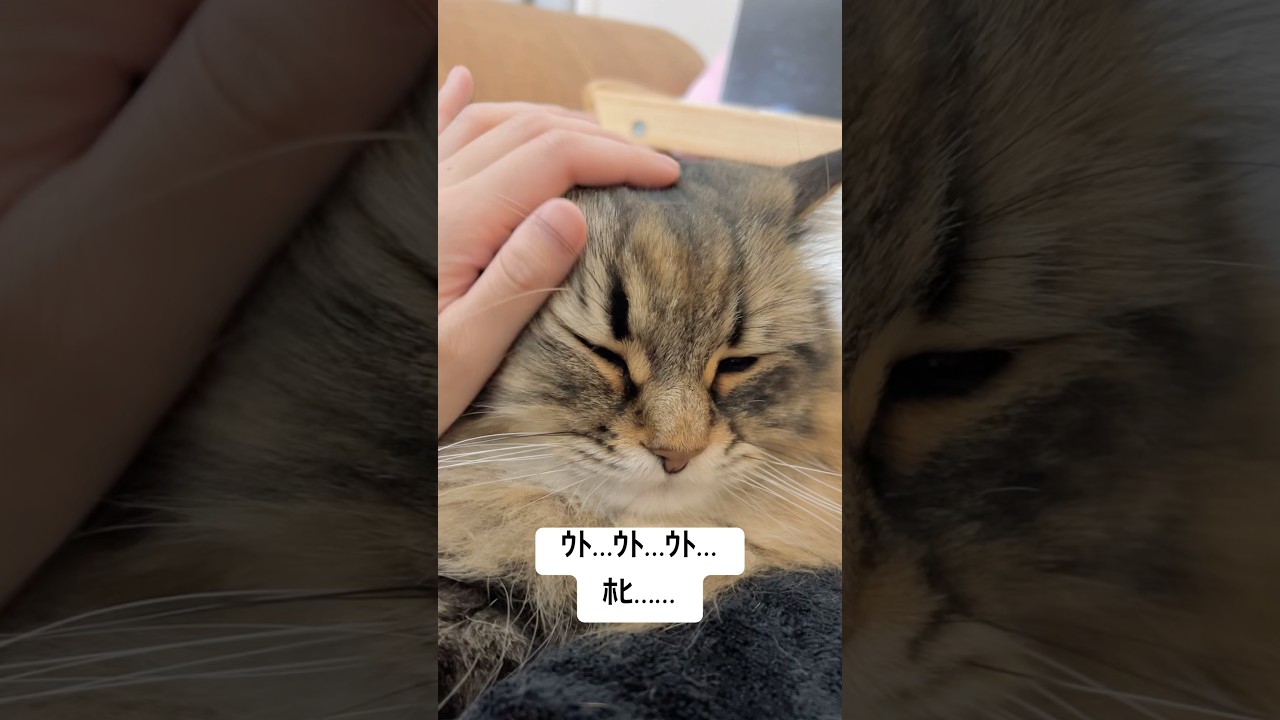 眠気限界ネコちゃんﾅｯﾃﾞﾘ #猫 #サイベリアン