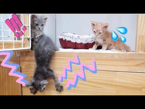 【癒やし】【子猫】生まれてはじめての大ジャンプ！？　世界一の子猫の成長日記【まいにちラパーマ LaPerm Everyday vol.36】