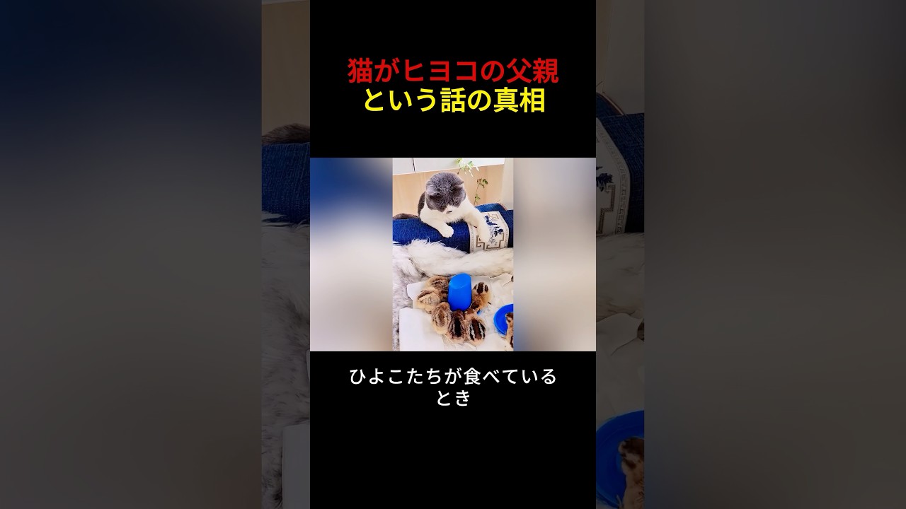 猫がヒヨコの父親という話の真相