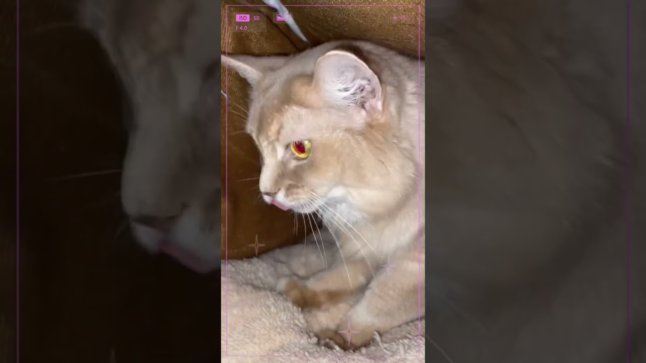 ティファのフミフミ🐱💕#shorts #ソマリ#ねこ #サバチャン#けものフレンズ