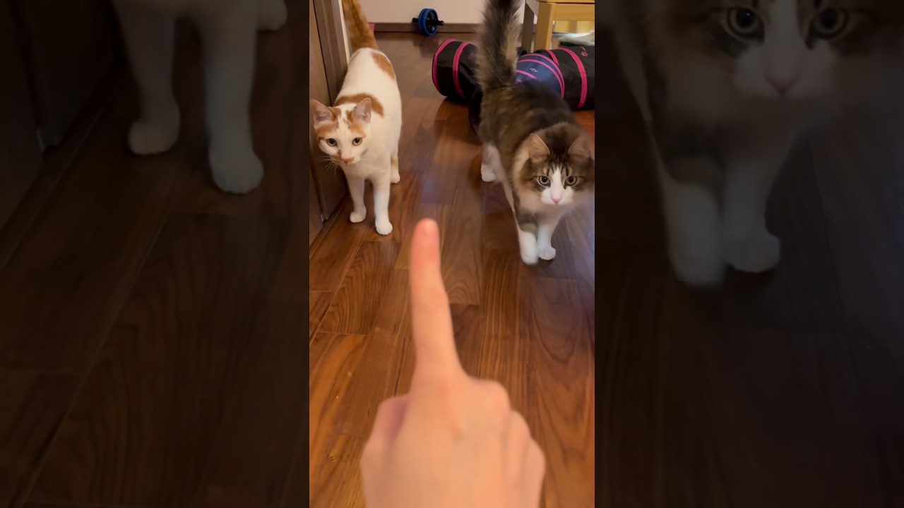 「ただいま」 #cat #日本猫 #保護猫 #norwegianforestcat #ノルウェージャンフォレストキャット