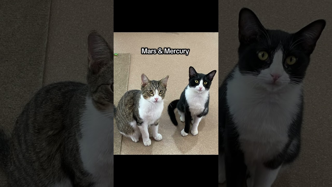 A lot of our cats who have been here since they were kittens are still looking for fur-ever homes!