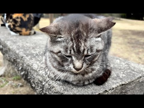 三毛ちゃん探して会えると恥ずかしがる可愛いサバトラ猫ちゃん