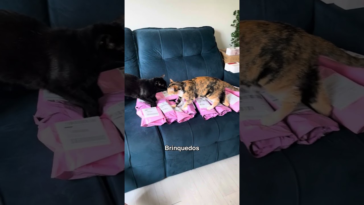 Inacreditável Miu e Pretin! 🤯 #shorts #gatos