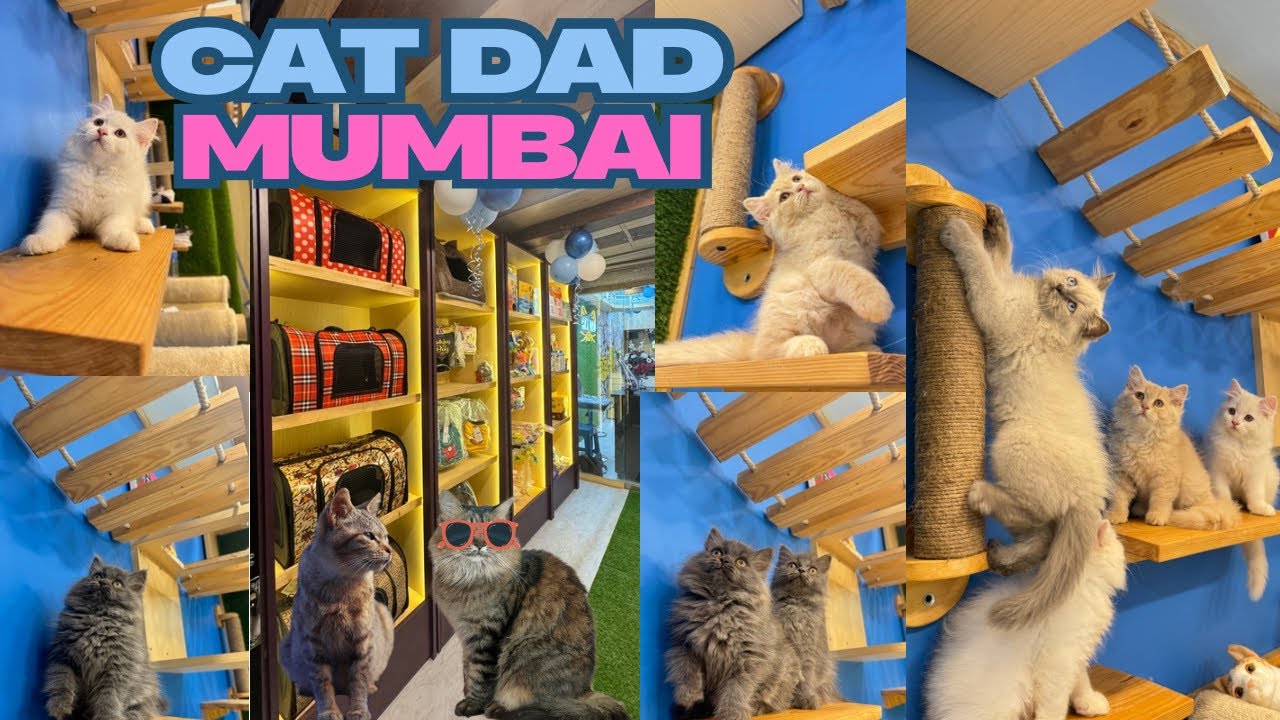 🐱 Mumbai’s Cutest Cats Live Here | Visit Cat Dad House Today #persiancat #catvideos #cat