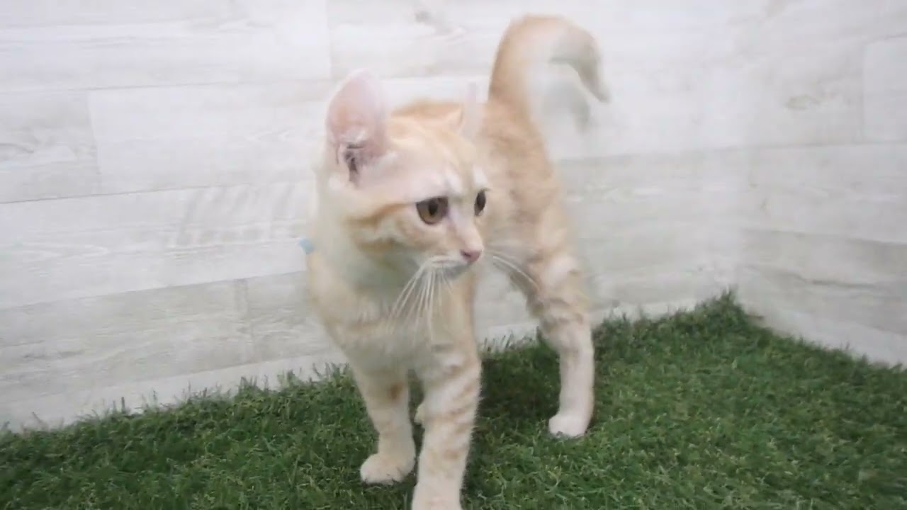 ペットショップcoo&riku No.00697142 アメリカンカール
