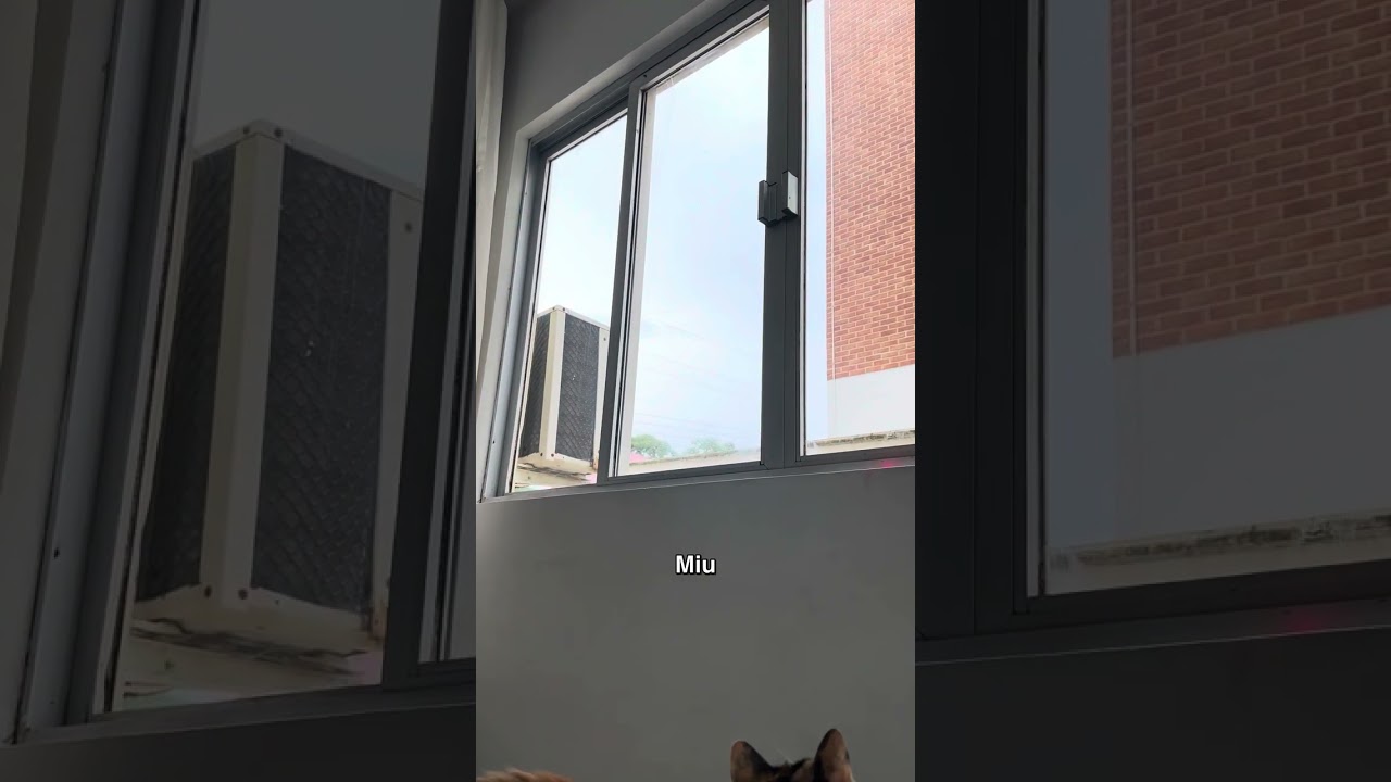 Flagrei Miu e Pretin! 😱 #shorts #gatos