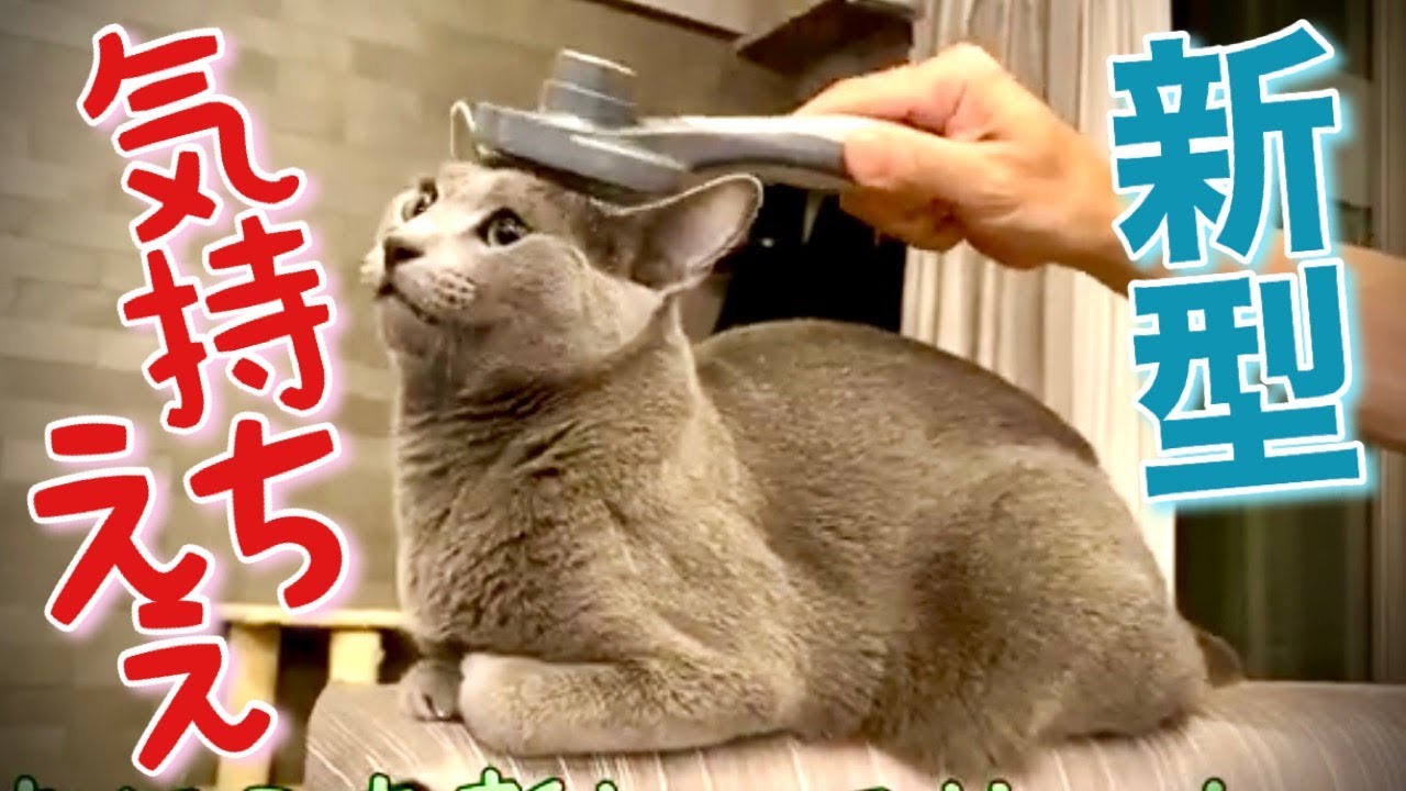 ロシアンブルー|お勧めスリッカー~猫毛を簡単にポイッ[Russian Blue]