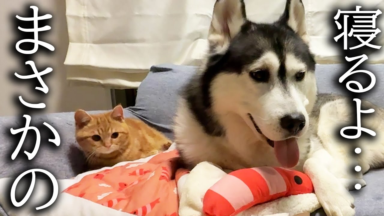 犬が「寝るよ！」と言うと子猫がまさかの行動に...