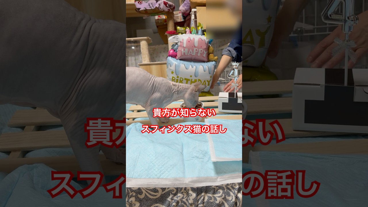 スフィンクス猫チャイの話し#shorts#cat #猫 #sphynx #猫のいる暮らし