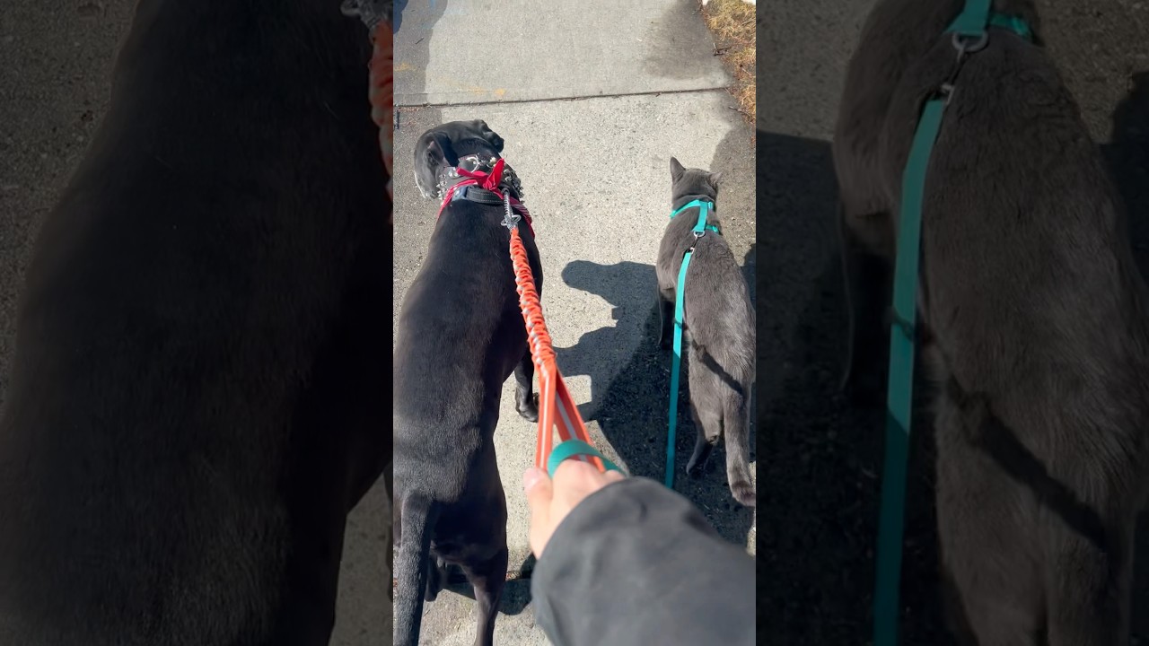 This kitten and pitbull are bestfriends