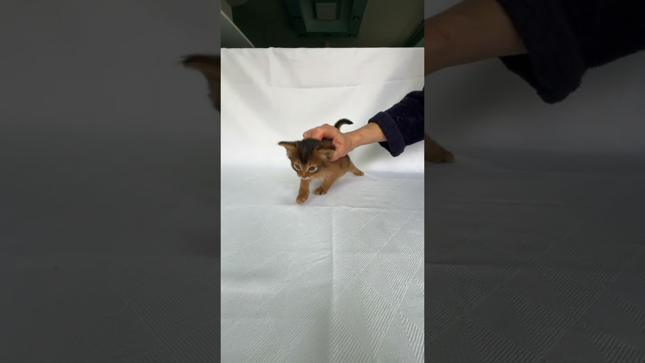 Cute Somali Kitten Urgent. Booking Is Open!