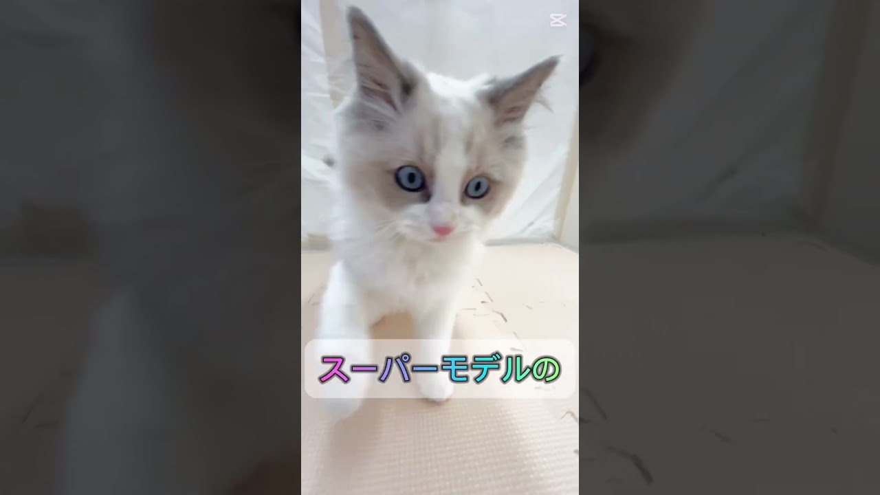 ビューティー＆キュートと言ったらラグドールしか勝たん！#癒し  #かわいい  #ラグドール　#ラグドール子猫  #猫好きさんと繋がりたい  #猫動画  #猫のいる暮らし