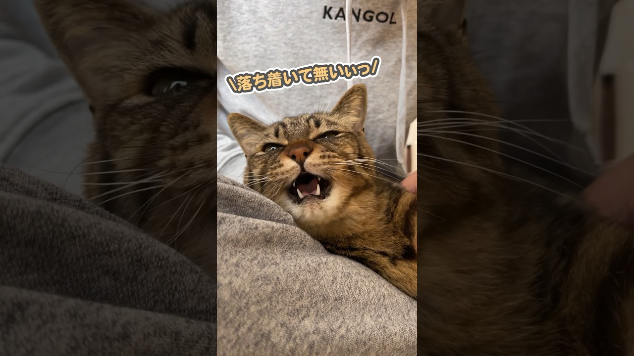 「嫌いやぁ…」なんて文句を言いながら、パパにベッタリ甘える猫