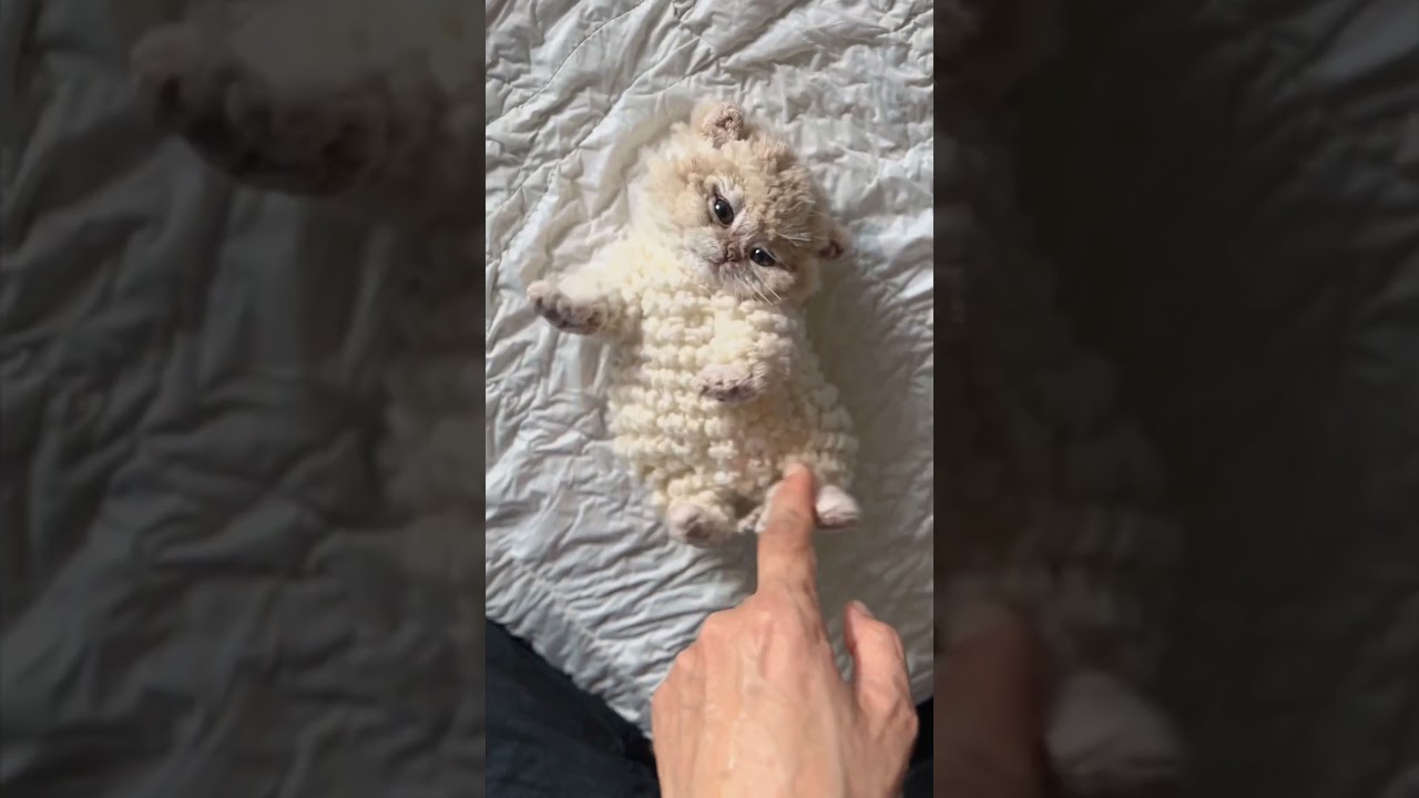 可愛すぎ😼ん？毛糸猫？　#猫  #cat #cute #kitty #fyp #yarncat #CrochetCat #Crochet #Curly #CurlyCat #子ネコ