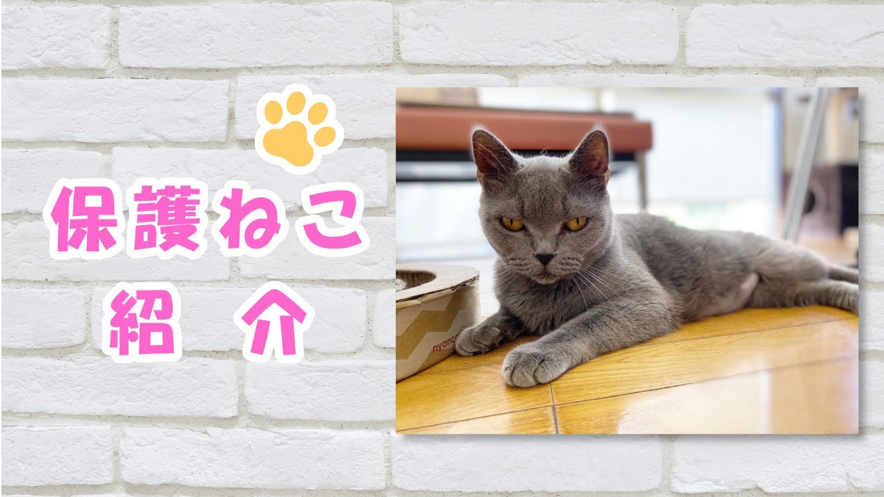 【保護猫紹介】ブリティッシュショートヘア・ひまりちゃん♀（推定9歳）｜ポニョポニョのおなかが可愛い、甘えん坊さん♪