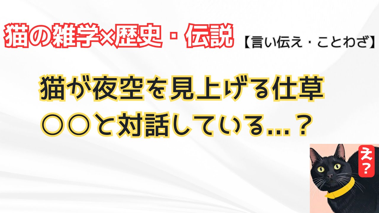 【皆が知らない猫の言い伝え】猫は○○と話している？夜空を見上げる行動に隠された真実【猫の雑学×歴史・伝説】