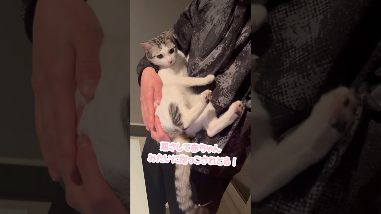 全く反省してない子猫#子猫 #保護猫 #捨て猫
