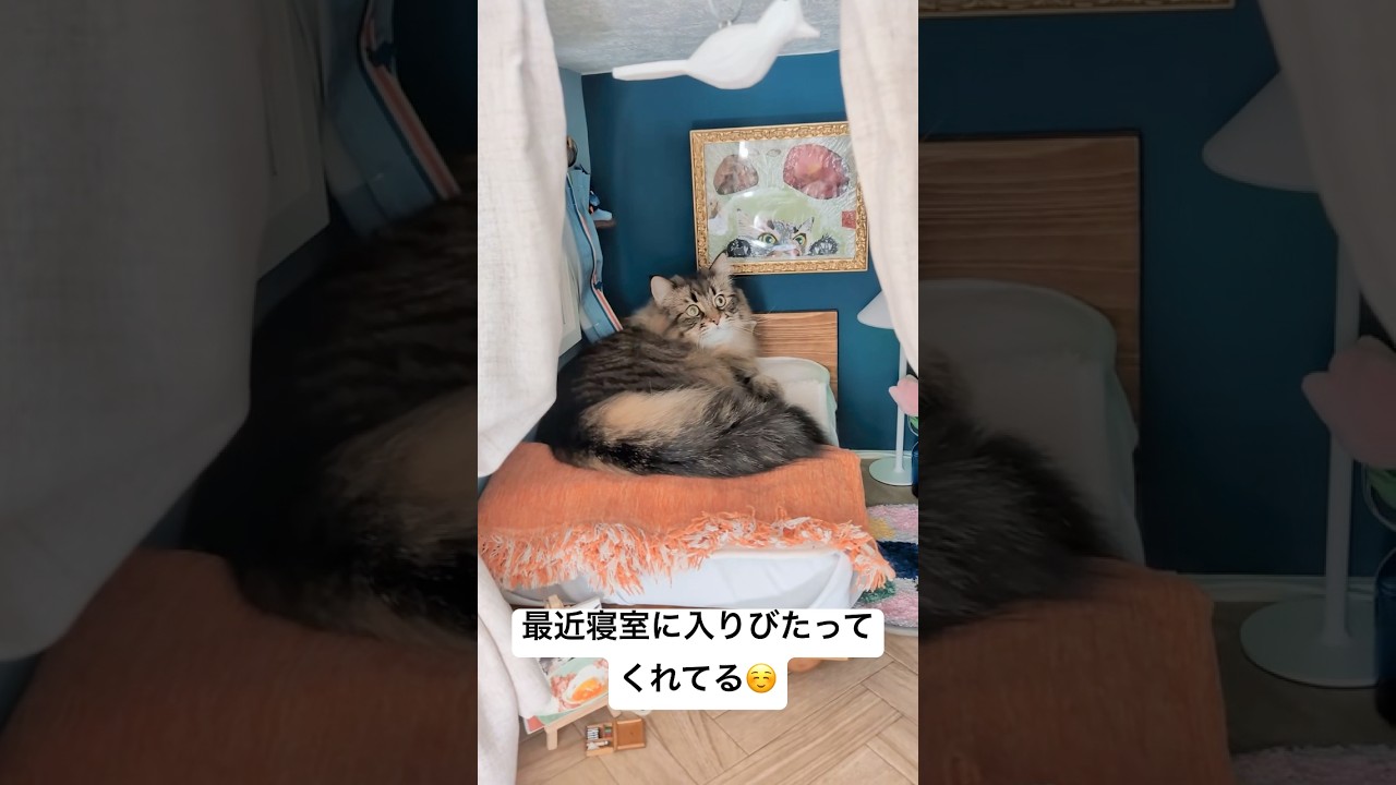 猫部屋ベッドルーム使ってくれてる #猫 #サイベリアン #ヤマネコ