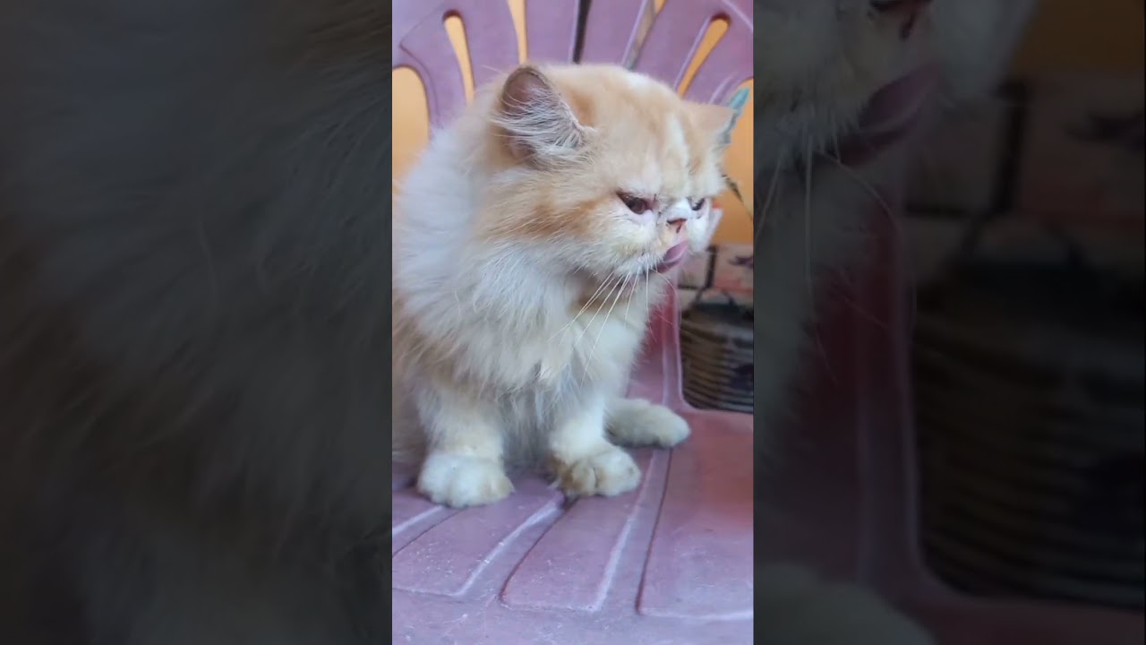 si oyen pagi pagi habis makan kekenyangan ngantuk berat !! lucunya 😍 #kucing #cutecat #kucinglucu