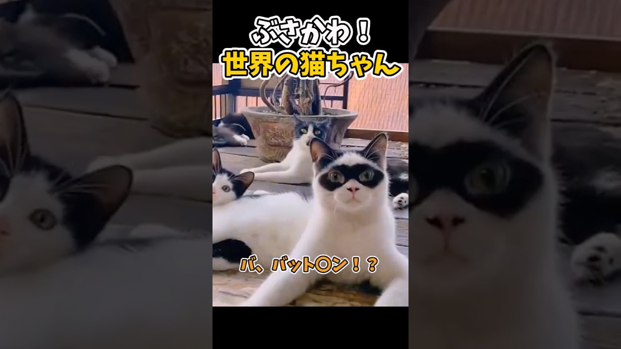 【癒し】ブサかわ！！  #猫 #かわいい#猫 #猫のいる暮らし #ペット #可愛い #癒し #動物 #cat #動物プロダクション #ネコ