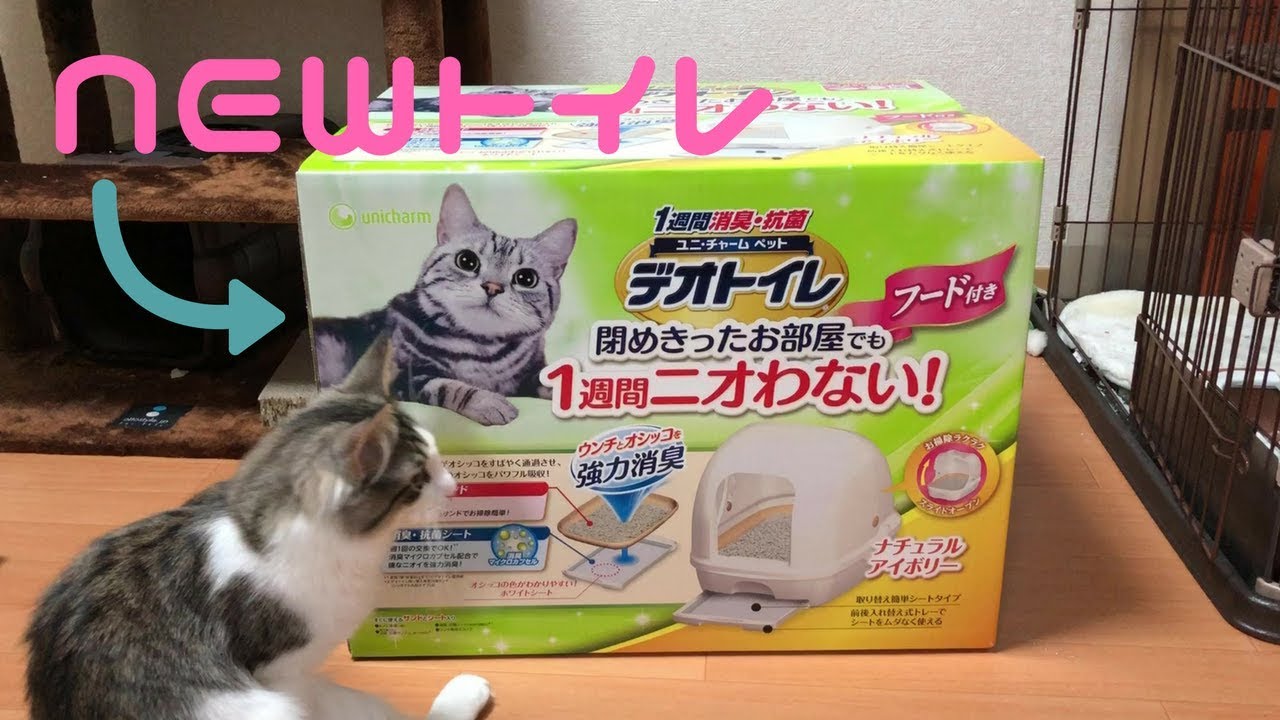 システムトイレがやってきた【ノルウェージャンフォレストキャット】Norwegian Forest Cat