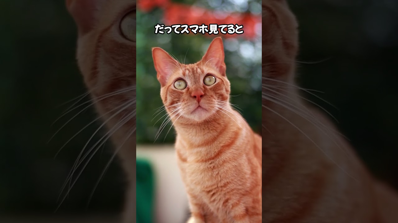 「ゴロゴロ音」…その本当の意味とは？🤔 #猫のいる暮らし #猫のいる生活 #ねこ大好き #ねこのいる幸せ #cat #猫動画