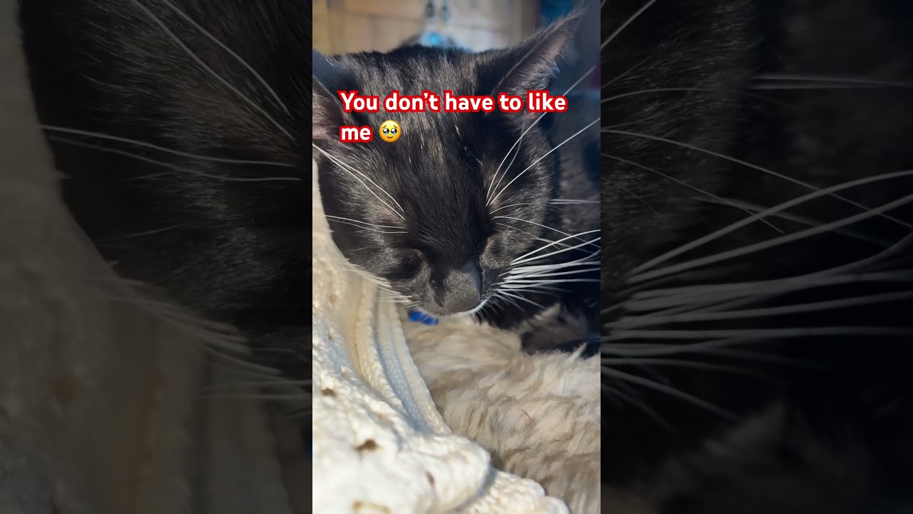 You don’t have to like me 🥹#catlover #fyp#subscribe