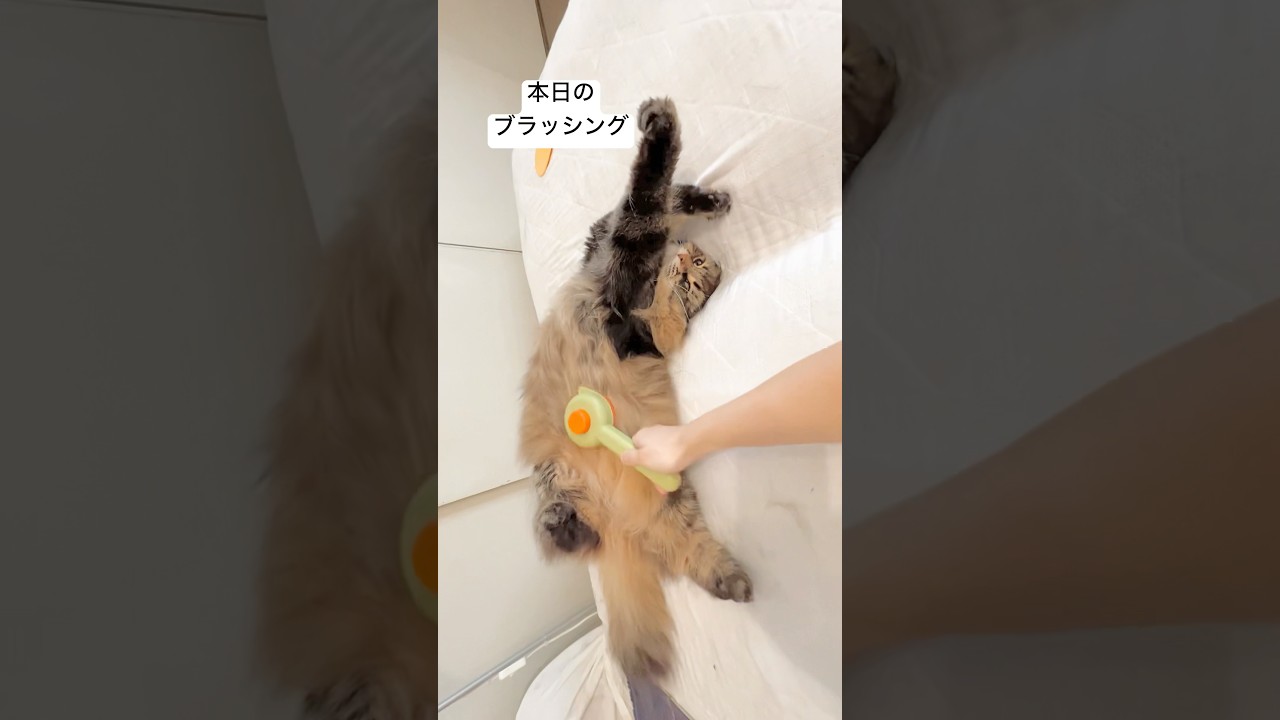 全信頼を感じるブラッシングポーズ #サイベリアン #猫 #ブラッシング