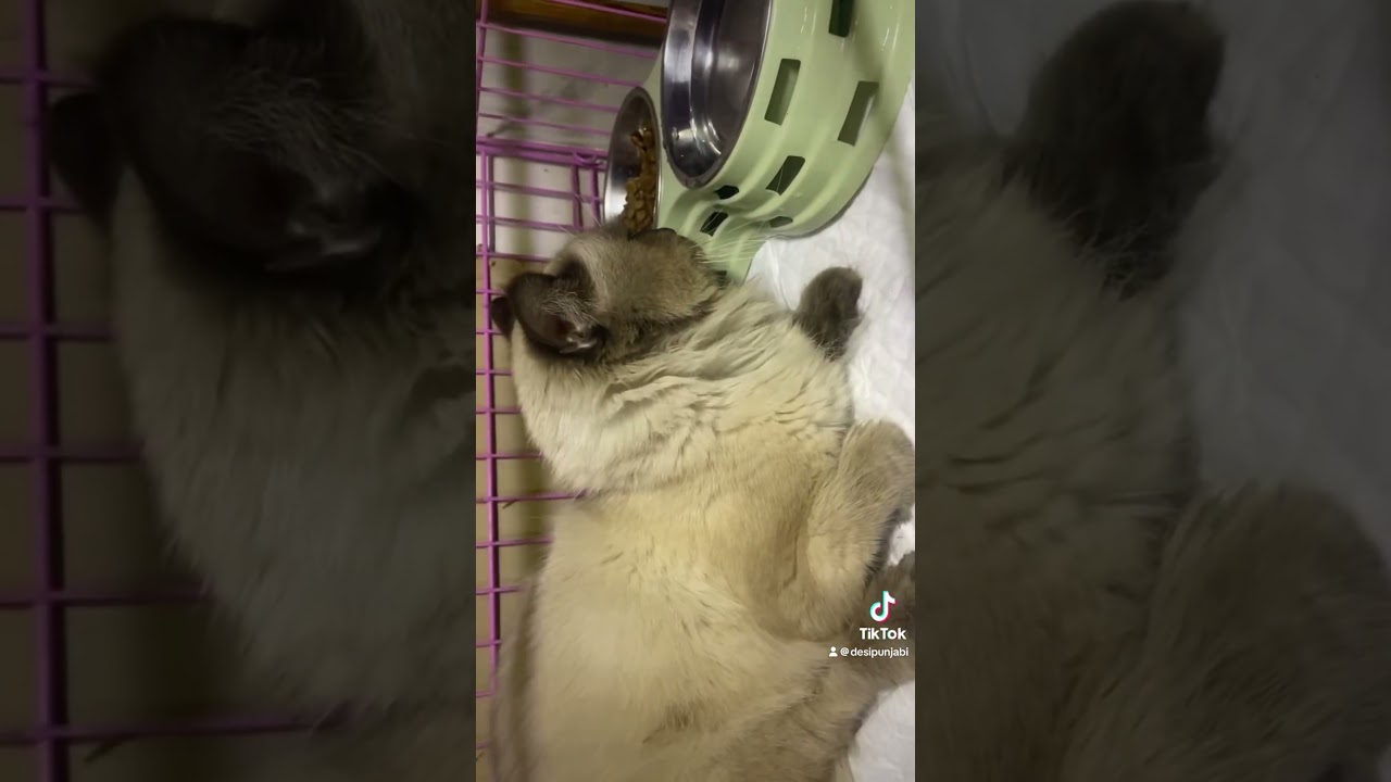 found Himalayan male Cat,have a wound on right leg, its under treatment soon available for adoption
