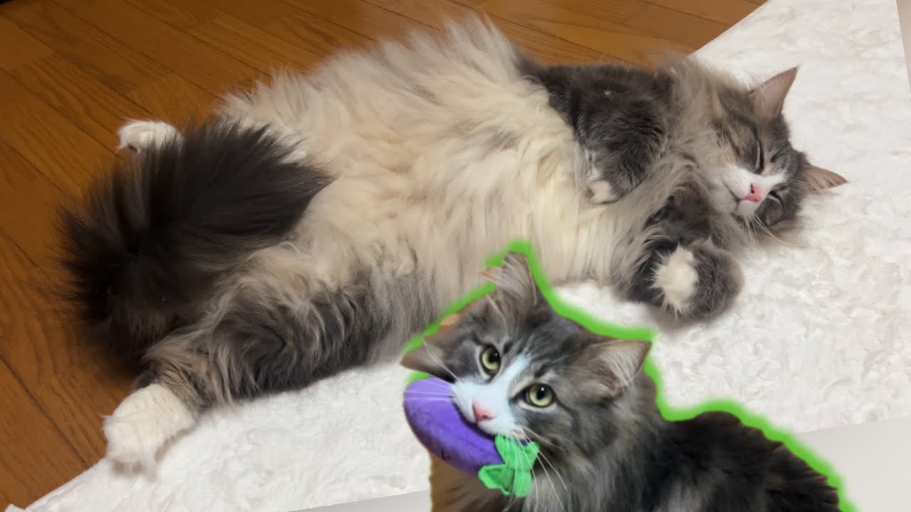 【かわいい♡】ハイテンションからのゴロ〜ン！！！！元気なノルウェージャンフォレストキャット