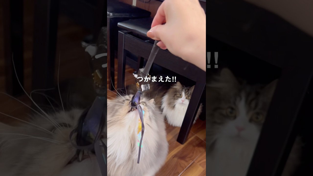 マジカルステッキ猫じゃらし3#猫じゃらしで遊ぶ猫#サイベリアン#ラムネとくるみ