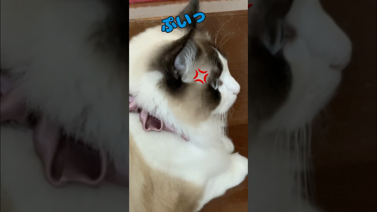ハク様置いてきぼり💧　#猫  #cat  #ラグドール