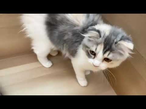 【No.182414 スコティッシュフォールド】ペットショップ犬の家猫の里碧南店