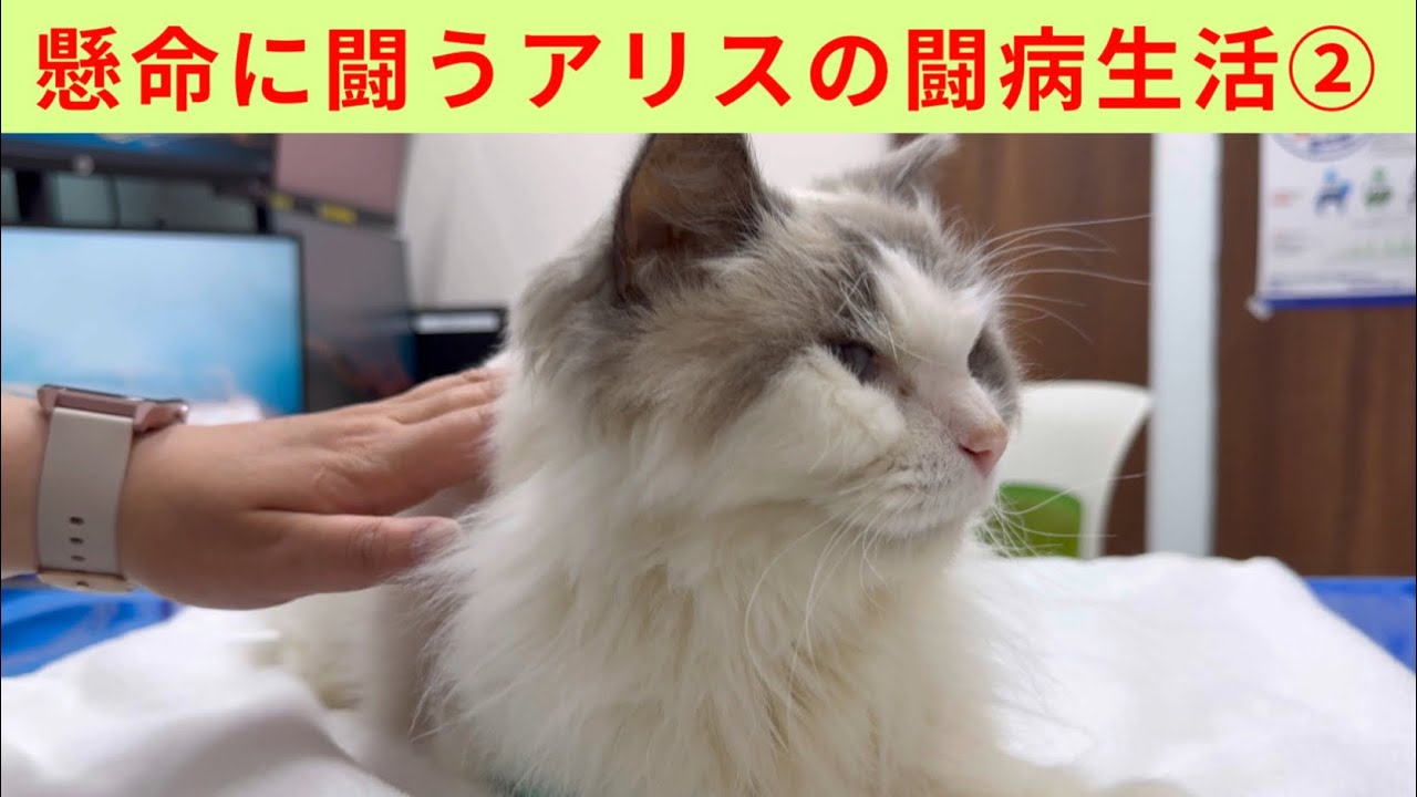 懸命に闘う【ラグドール】アリスの闘病生活②