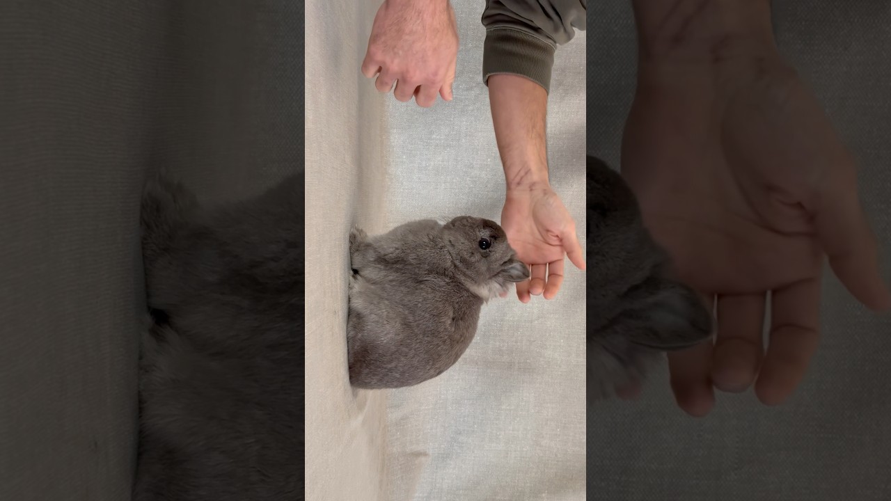 JER’s ROME | Blue Silver Tipped Steel Buck Netherland Dwarf